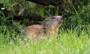 La marmotte qui a élue domicile à 10m de la terrasse du gîte la première année... Wahooo !
