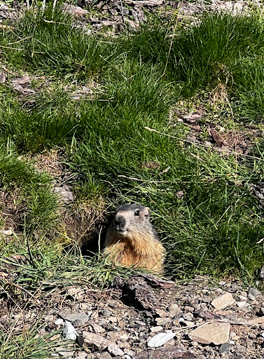 Photo from customer review