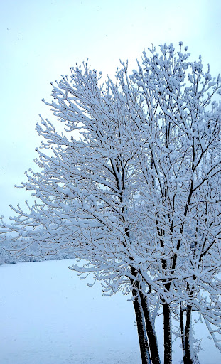 Photo from customer review