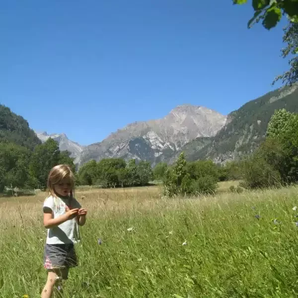 Dans la prairie devant le gîte  : mille et une fleurs !