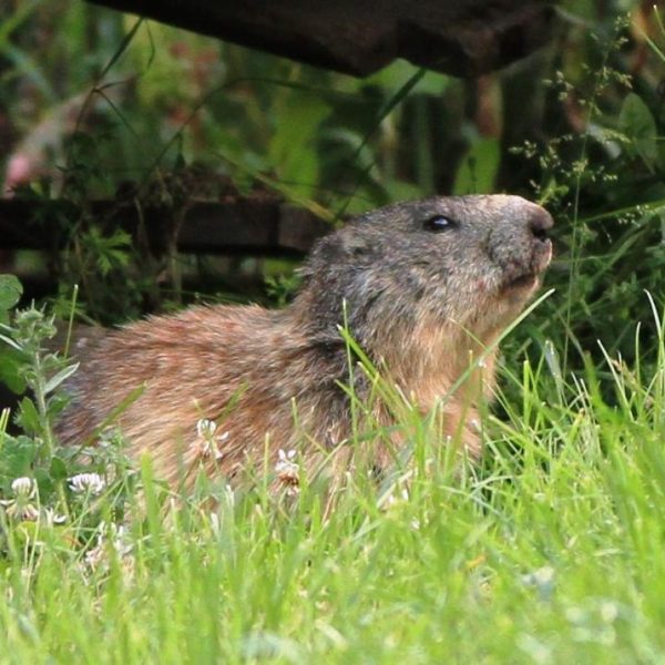 La marmotte qui a élue domicile à 10m de la terrasse du gîte la première année... Wahooo !