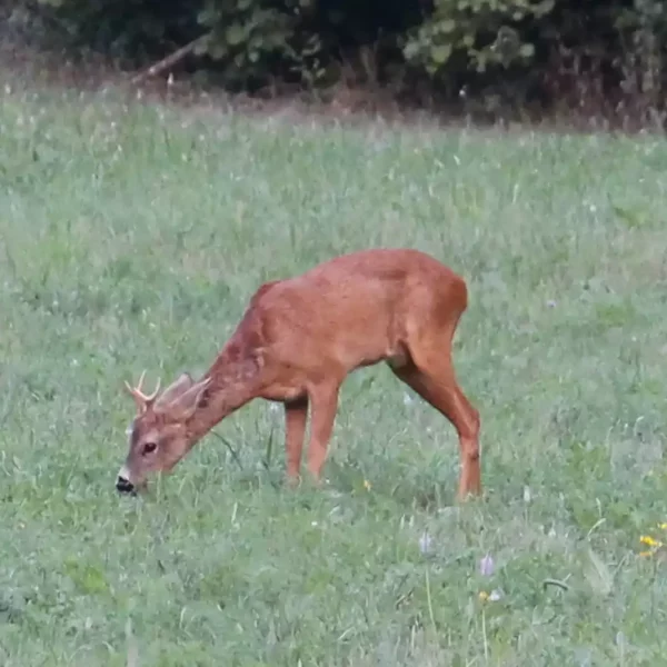 Chevreuil devant le gîte